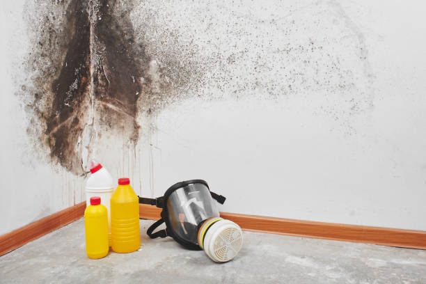 Best Emergency Mold Removal  in Divernon, IL