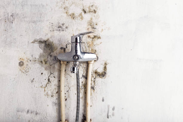 Best Home Mold Removal  in Divernon, IL