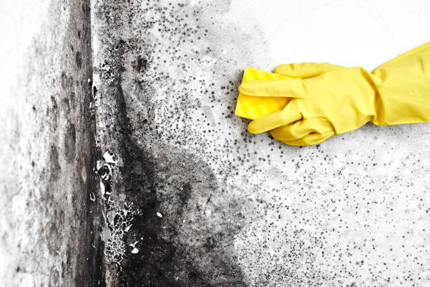 Best Commercial Mold Removal  in Divernon, IL