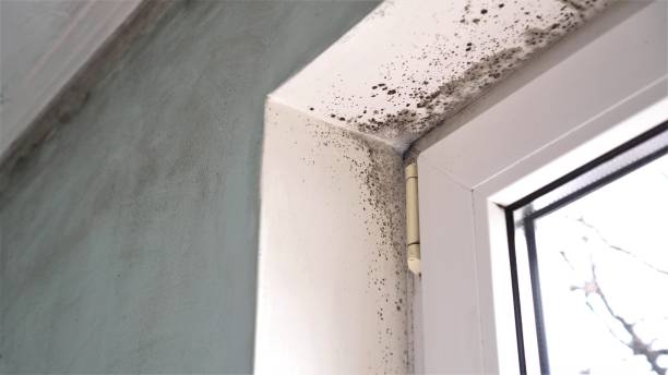 Best Black Mold Removal  in Divernon, IL