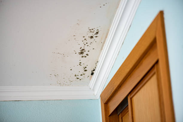 Divernon, IL Mold Removal Company