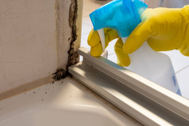 Best Professional Mold Removal  in Divernon, IL