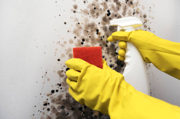 Best Crawl Space Mold Removal  in Divernon, IL