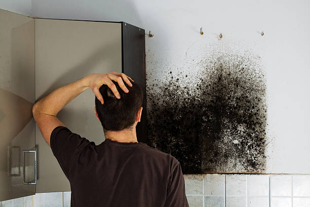Best Mold Remediation  in Divernon, IL