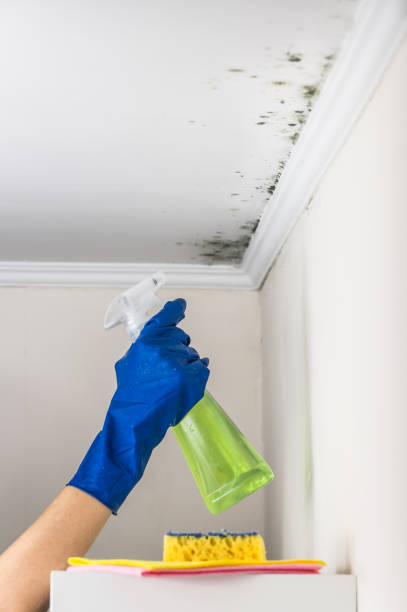 Best Emergency Mold Removal  in Divernon, IL